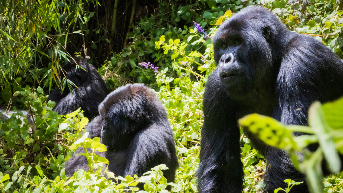 Escape from Extinction: Rewilding (12A) from https://sjt.uk.com