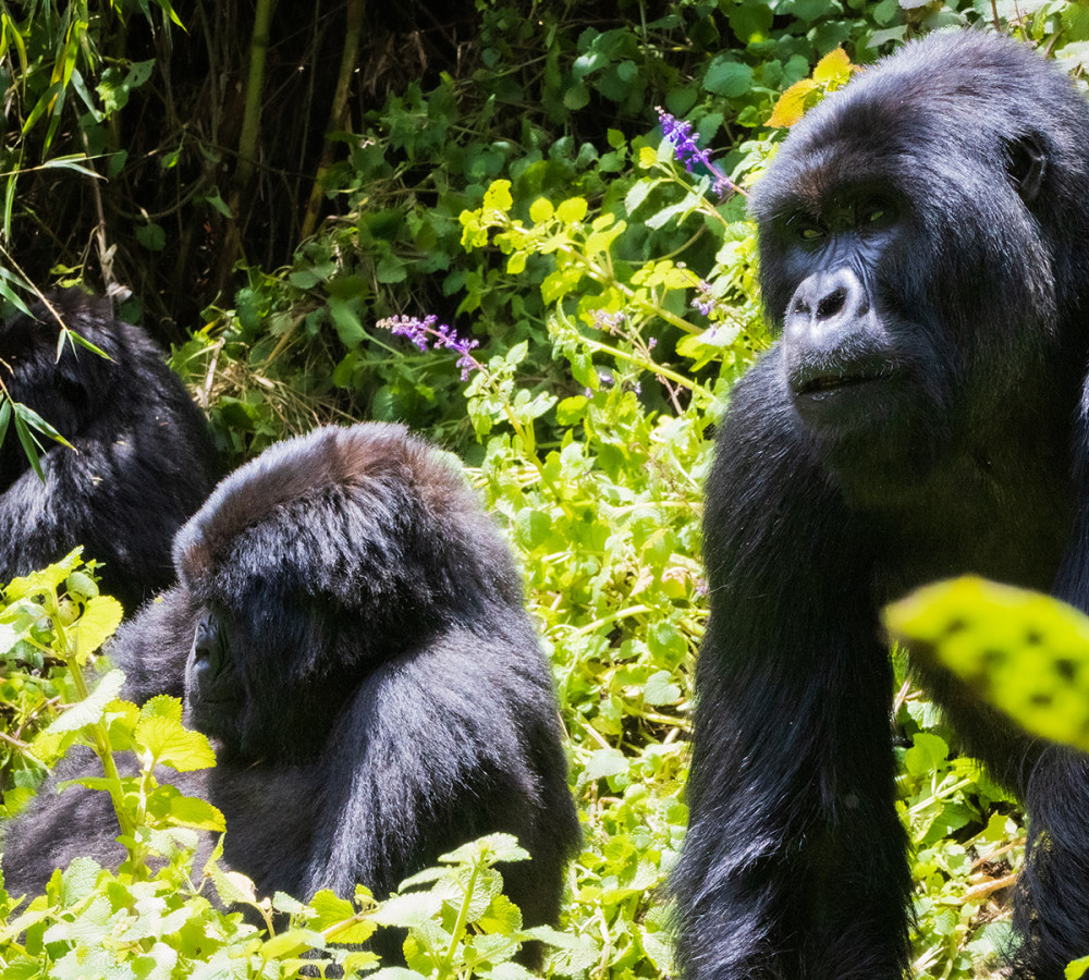 Escape from Extinction: Rewilding (12A) from https://sjt.uk.com